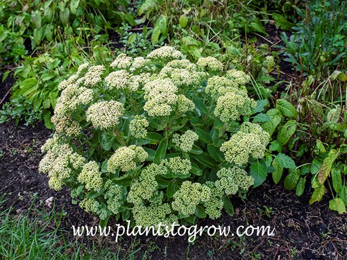 Sedum Lemonjade (Lemon Jade)